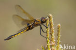 Epitheca bimaculata