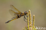 Epitheca bimaculata
