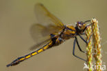 Epitheca bimaculata