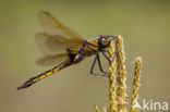 Epitheca bimaculata