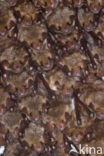 Vale vleermuis (Myotis myotis) 