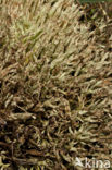 Varkenspootje (Cladonia uncialis biuncialis)
