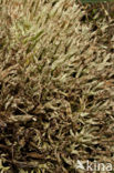 Cladonia uncialis biuncialis