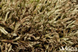 Varkenspootje (Cladonia uncialis biuncialis)