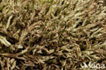 Cladonia uncialis biuncialis