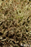 Cladonia uncialis biuncialis