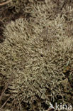 Cladonia uncialis biuncialis