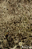 Cladonia uncialis biuncialis