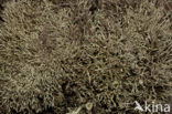 Cladonia uncialis biuncialis