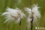 Veenpluis (Eriophorum angustifolium)