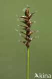 Veenzegge (Carex davalliana)