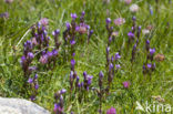 Veldgentiaan (Gentianella campestris) 