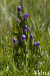 Field Gentian (Gentianella campestris)