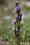 Field Gentian (Gentianella campestris)