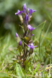 Veldgentiaan (Gentianella campestris) 