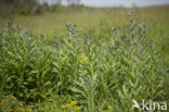 Veldhondstong (Cynoglossum officinale)