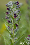 Veldhondstong (Cynoglossum officinale)