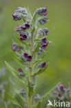 Veldhondstong (Cynoglossum officinale)