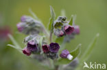 Veldhondstong (Cynoglossum officinale)