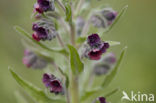 Veldhondstong (Cynoglossum officinale)