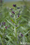 Veldhondstong (Cynoglossum officinale)