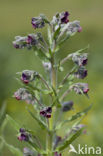 Veldhondstong (Cynoglossum officinale)