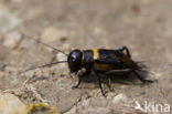 Field-cricket (Gryllus campestris)