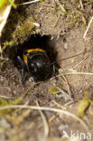 Field-cricket (Gryllus campestris)