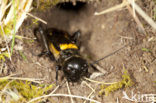 Field-cricket (Gryllus campestris)