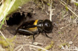 Veldkrekel (Gryllus campestris) 