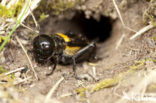 Veldkrekel (Gryllus campestris) 