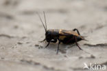 Field-cricket (Gryllus campestris)