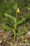 Lady’s slipper (Cypripedium calceolus)