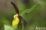 Lady’s slipper (Cypripedium calceolus)