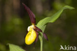 Lady’s slipper (Cypripedium calceolus)