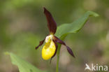 Lady’s slipper (Cypripedium calceolus)