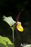 Lady’s slipper (Cypripedium calceolus)