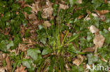 Fingered Sedge (Carex digitata)