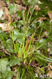 Vingerzegge (Carex digitata) 