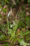 Vingerzegge (Carex digitata) 