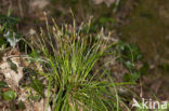 Fingered Sedge (Carex digitata)