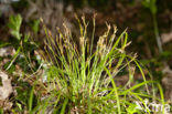 Fingered Sedge (Carex digitata)