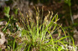 Vingerzegge (Carex digitata) 