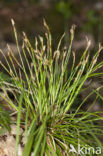 Vingerzegge (Carex digitata) 