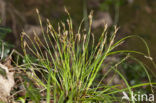 Vingerzegge (Carex digitata) 