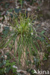 Vingerzegge (Carex digitata) 