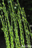 Cultivated Flax (Linum usitatissimum)