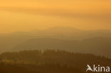 Vosges
