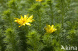 Voorjaarsadonis (Adonis vernalis)