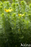 Voorjaarsadonis (Adonis vernalis)